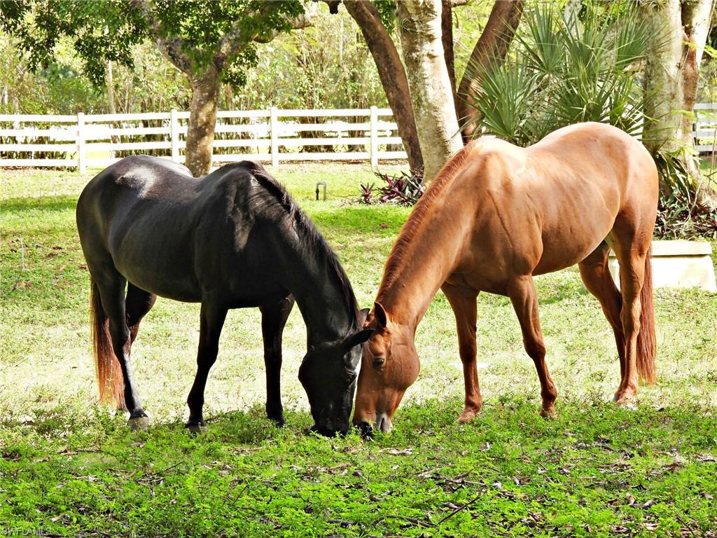 PINE RIDGE - Residential