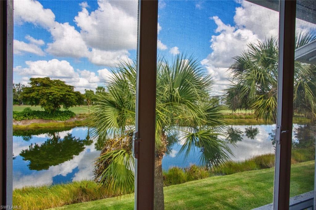 10528 Washingtonia Palm WAY 4726