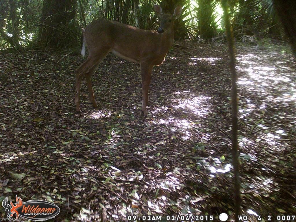 GOLDEN GATE ESTATES - Land