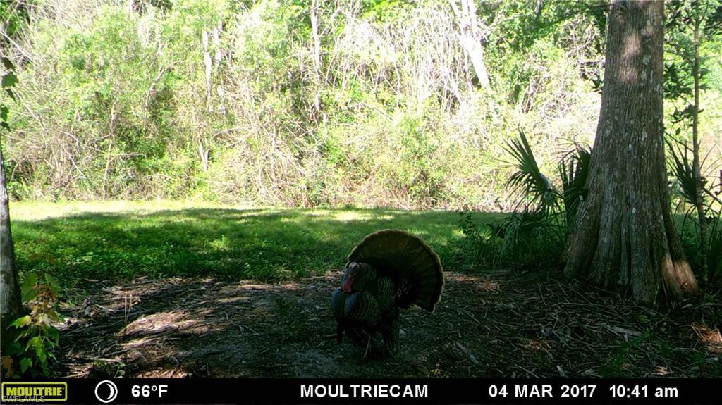 GOLDEN GATE ESTATES - Land