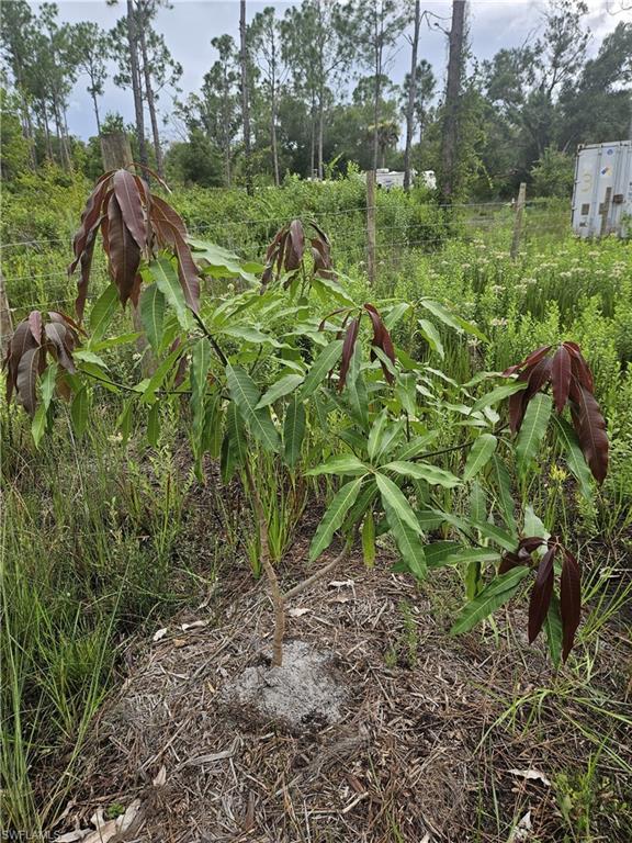 LABELLE RANCHETTES - Land
