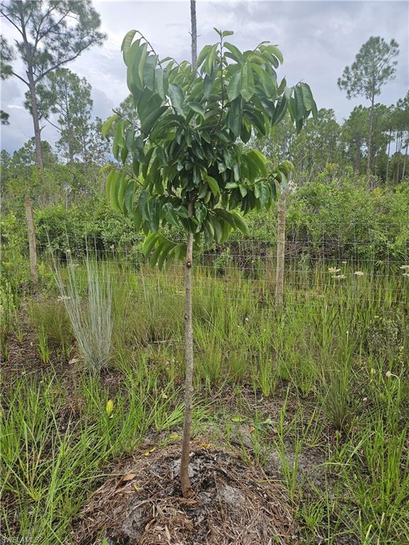 LABELLE RANCHETTES - Land