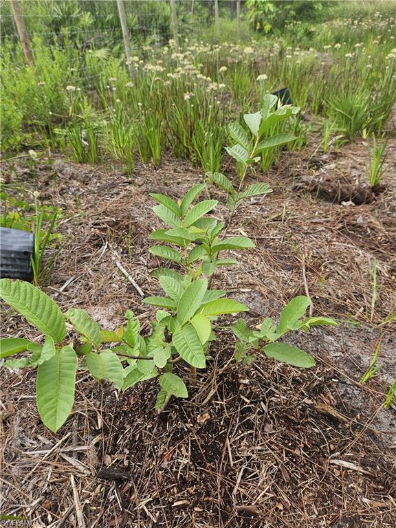 LABELLE RANCHETTES - Land