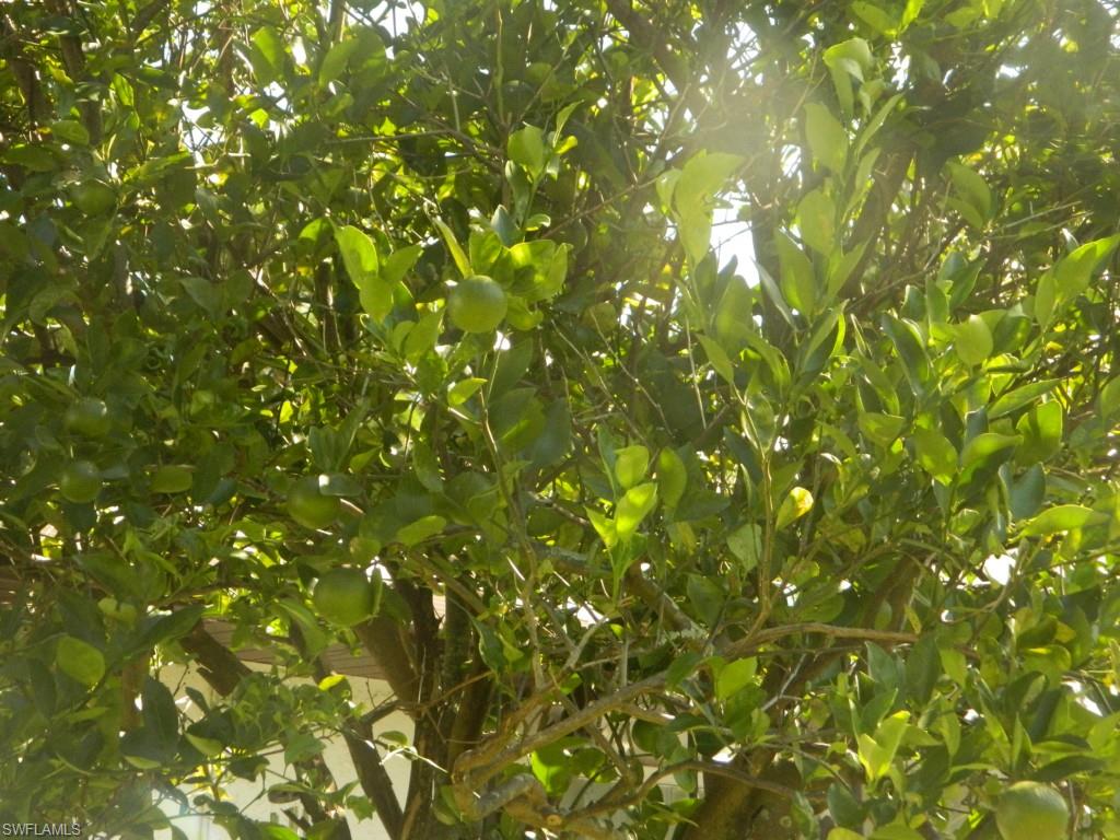 PINE ISLAND TROPICAL HOMESITES - Residential