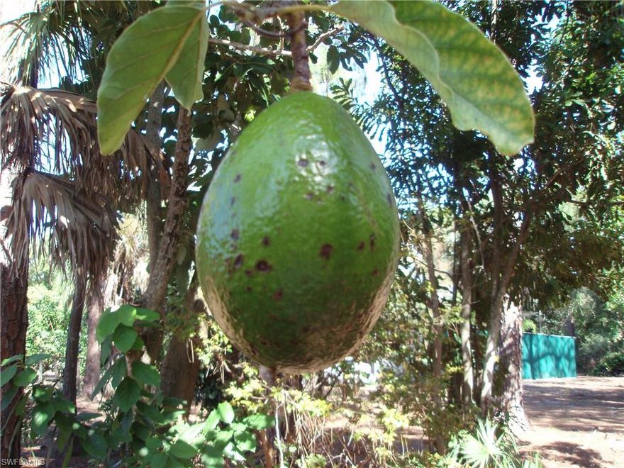 Build your New Dream Home on this one of a kind property in Weber Woods. This unique 2.8 Acres is full of a variety of mature fruit trees, palms and ornamental plants. Lush tropical mix of Mango, Papaya, Florida Avocado, Pomelo, Banana, Cactus, Orchid tree's, Large Oaks and so much more. Gated front entrance with a driveway to the back of the property. Well with Auto Irrigation that covers the entire acreage and water to workshop. 960 sq ft Workshop has a room with A/C. Agricultural Tax Exemption. Truly a one of a kind property to build your New Dream Home in Weber Woods!