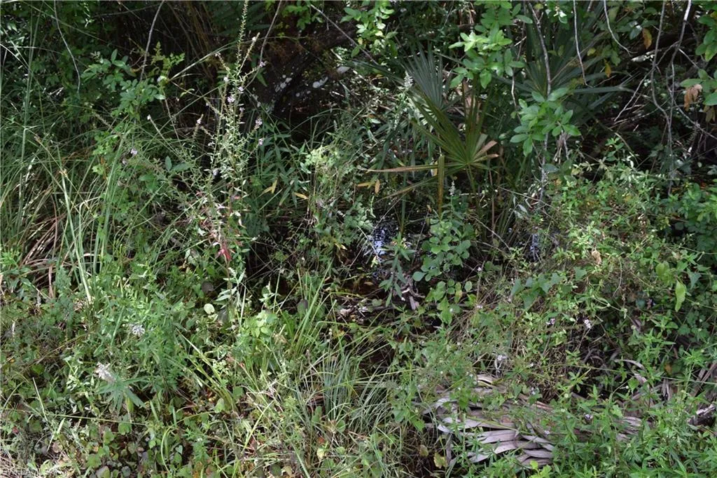 Naples, Florida 34120, United States, ,Land,Active,56881