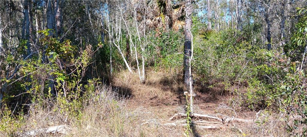 TIMBER TRAILS - Land