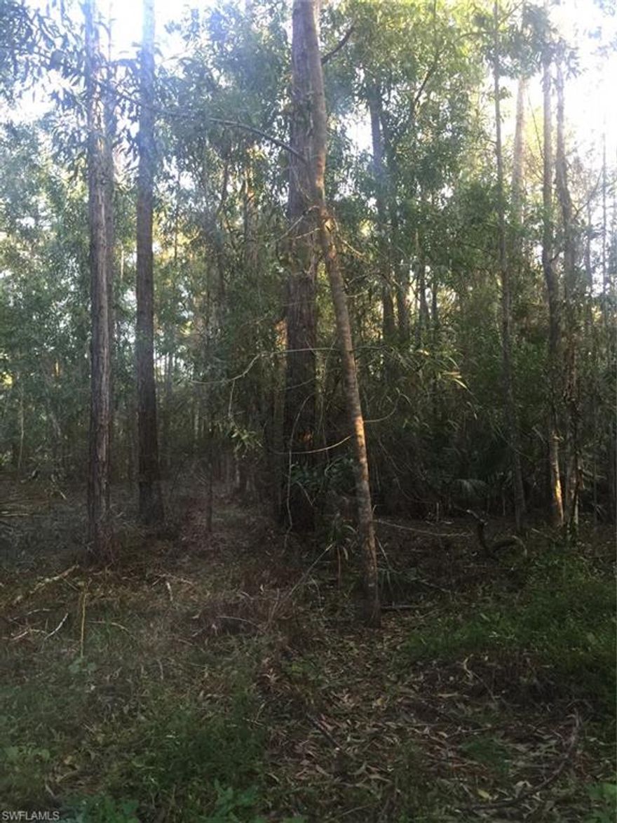 Just west of house at 4460 64th Ave NE. DEP shows uplands in front. All pines and palms.