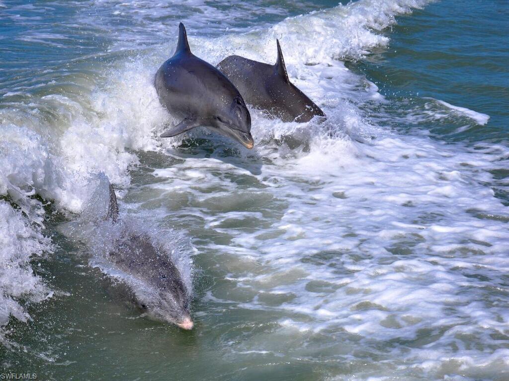 THE CAYS - Residential