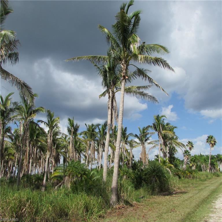 KREAMERS AVOCADO SUBD - Land