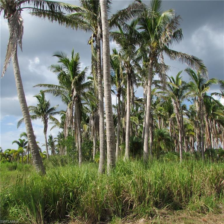 KREAMERS AVOCADO SUBD - Land