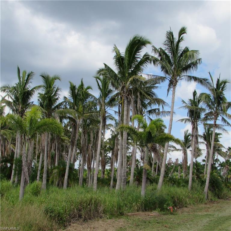 KREAMERS AVOCADO SUBD - Land