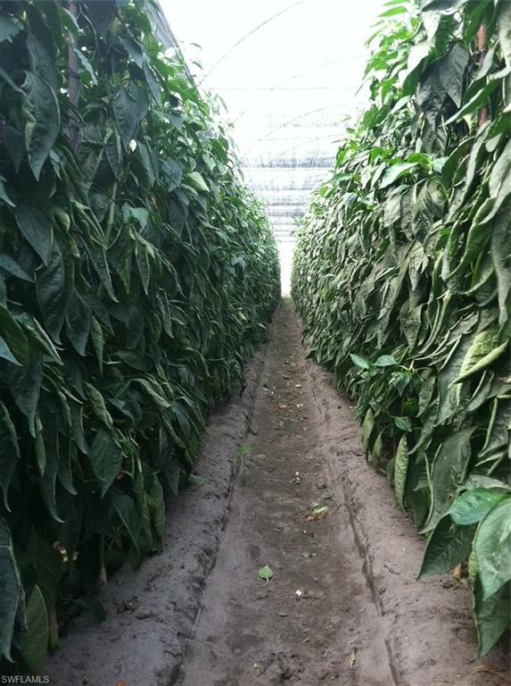 GOLDEN GATE ESTATES - Land