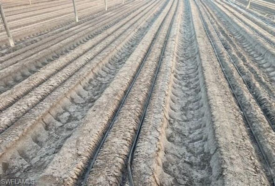 This 77.92-acre improved agricultural property offers a rare opportunity to acquire a fully operational, turnkey farm with extensive infrastructure already in place. Offered as two contiguous parcels, the property includes approximately 400,000 square feet of steel-constructed greenhouses equipped with computerized drip irrigation, along with 40 acres of open fields set on highly productive “Immokalee Gold” soil.

The farm is well supported with a three-phase electrical system and three permitted 130-foot wells, providing an abundant and reliable water supply for irrigation or future development needs. Multiple functional structures are already on site, including a 4-bedroom, 2-bath concrete residence, a manager’s apartment, office space, and a packing/warehouse facility featuring a 1,200-square-foot cooler and loading docks.

Florida AG zoning allows for agricultural expansion or additional greenhouse construction without further permitting, offering flexibility for continued operations or future plans. A surrounding moat and single-entry access road provide added privacy and natural security.

Ideally located near Immokalee Regional Airport (7 miles), Ave Maria (10 minutes), Naples (25 minutes), and Fort Myers (45 minutes), this property is well suited for active cultivation, redevelopment, or the creation of a private estate compound. A unique opportunity to acquire large-scale, improved acreage in a highly productive agricultural area.