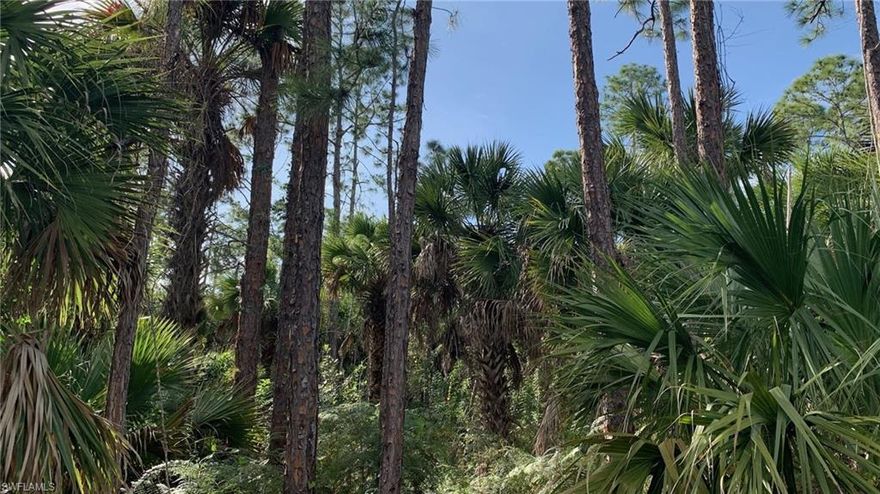 THIS LOT IS A GEM * 100% UPLAND per TEC 2020 * VERY SIGNIFICANT FLOOD ZONE X IN FRONT per DFIRM * ONE BLOCK to WILSON and GOLDEN GATE BLVD AMENITIES * MINUTES TO PUBLIX, CONVENIENCE STORES, HARDWARE STORE, DMV, RESTAURANTS, and MUCH MORE *  GORGEOUS HOMES SURROUNDING * GREAT PRIVACY with ALL BORDERING PROPERTIES BEING OVERSIZED * DIVIDABLE LOT * MAKE HIGHEST and BEST OFFER TODAY BEFORE SOMEONE ELSE BUYS THIS LOT!