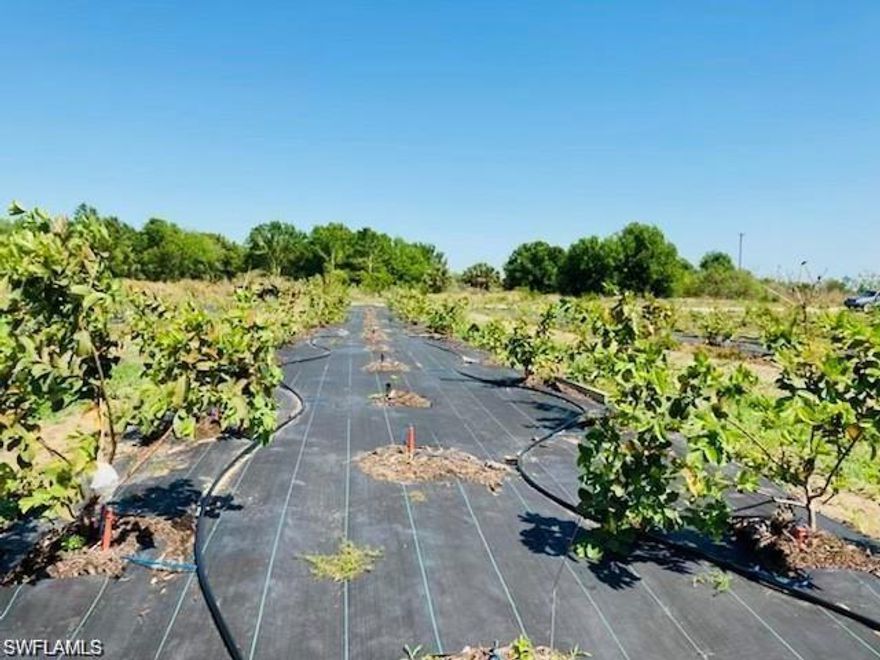 Unique & rarely available. This is your opportunity to own this beautiful 13.34 acres of pristine farmland here in sunny Labelle, Florida. The 2 same parcels next to it (left and right) is also available to be purchased together to make up 40 acres or can be purchased separately.