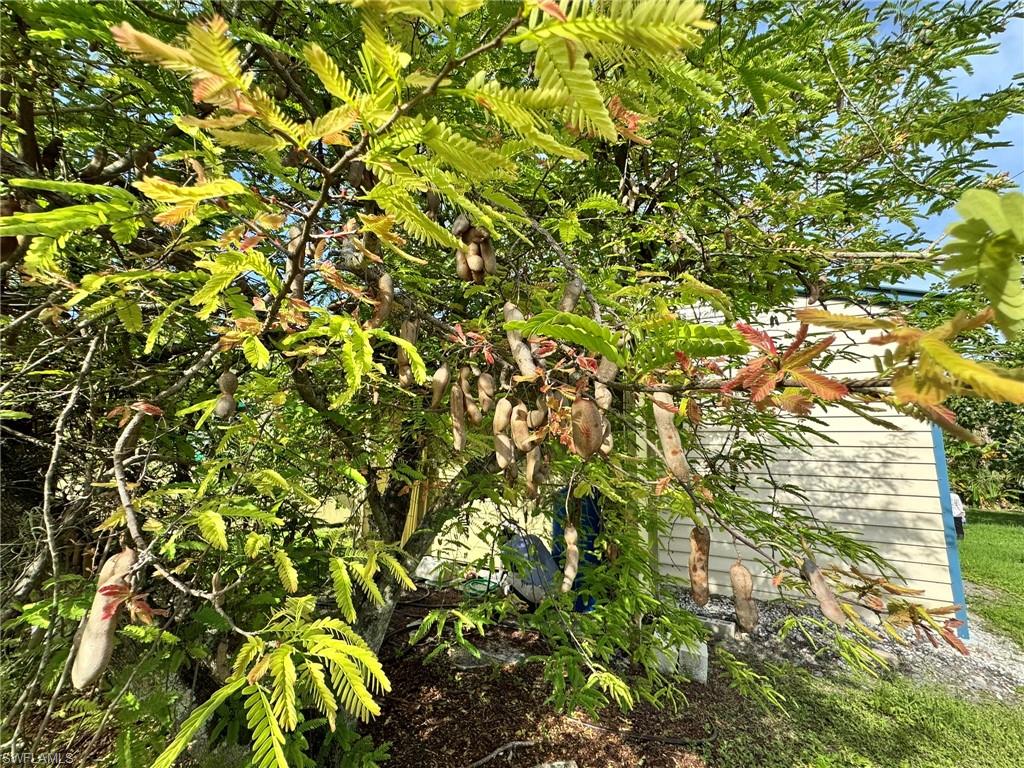 PINE ISLAND - Residential