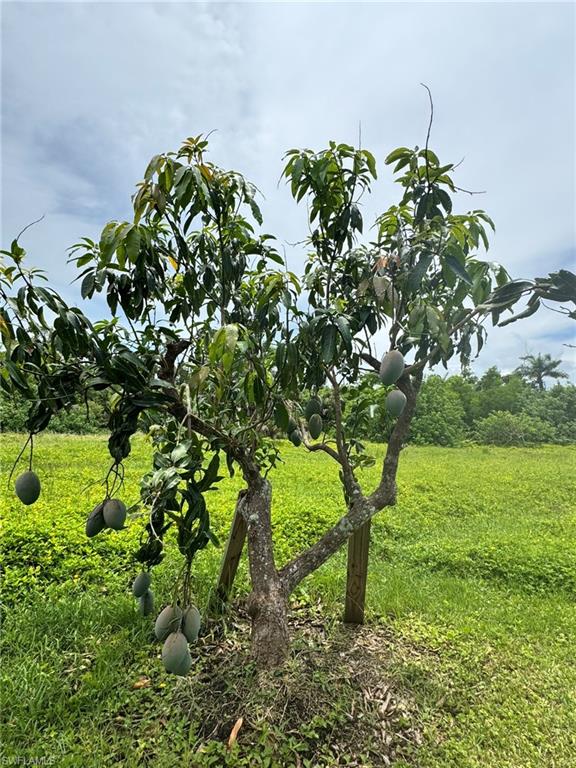 PINE ISLAND - Residential