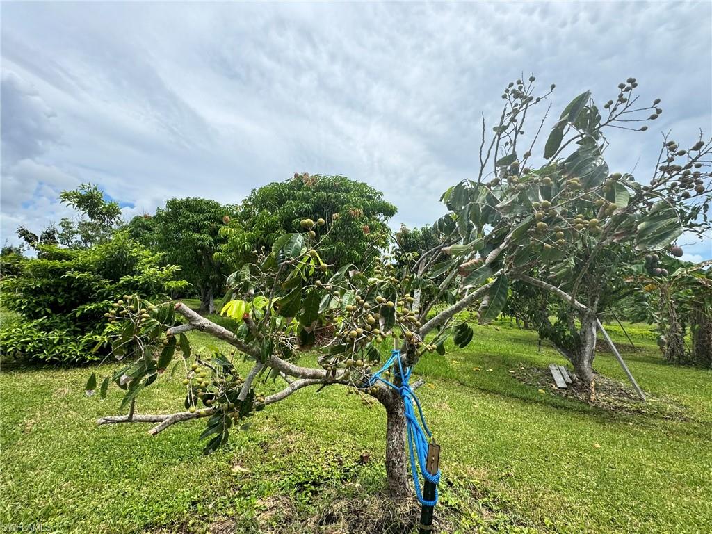 PINE ISLAND - Residential