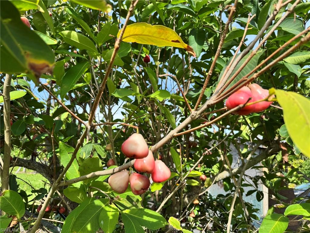 PINE ISLAND - Residential