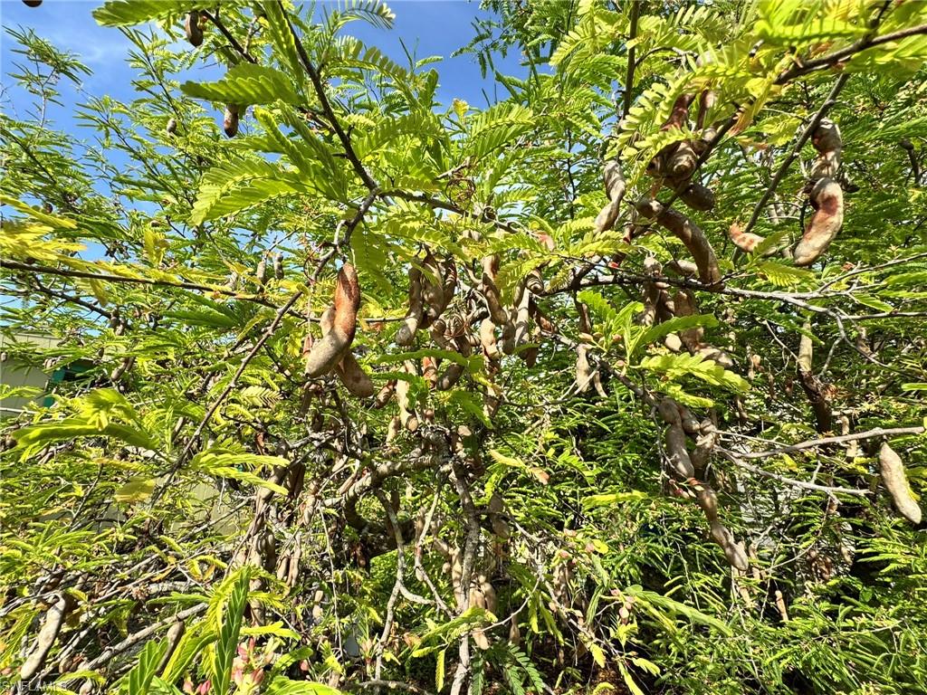 PINE ISLAND - Residential