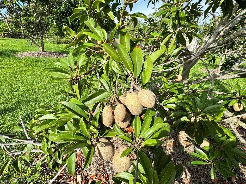 PINE ISLAND - Residential