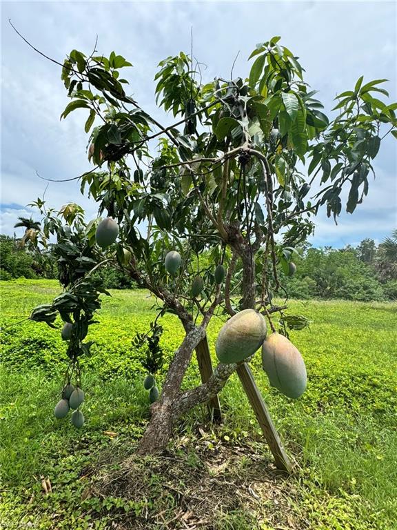 PINE ISLAND - Residential