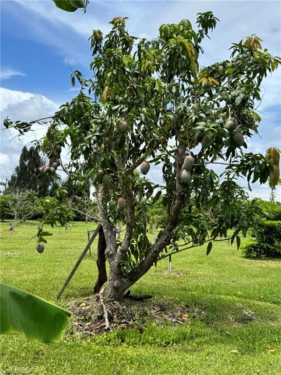 PINE ISLAND - Residential