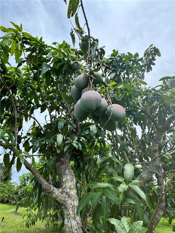 PINE ISLAND - Residential