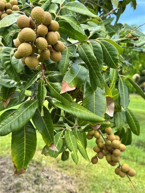 PINE ISLAND - Residential