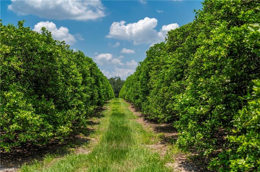 Welcome to this stunning 275-acres boasting old Florida landscape and an income-producing orange grove. As you explore the grounds, you'll come across a large barn that houses a cozy bunkhouse, providing a comfortable retreat for guests or farm workers. Adjacent to this structure lies another large pole barn, perfect for storing equipment or hosting outdoor gatherings. One of the highlights of this Valencia grove is its state-of-the-art irrigation system. The farm is equipped with fully automated irrigation systems with deep water wells, ensuring that the orange grove receives optimal hydration for healthy fruit production. The irrigation system features both John Deere and Cat diesel engines. Beyond the orange grove, the land offers a haven for outdoor enthusiasts. Incredible oak trees create a perfect landscape for recreational activities such as hunting or riding your ATVs. Conveniently located within 20 minutes to I-75, this property offers easy access to nearby amenities, shopping centers, and entertainment options. Tampa / St Petersburg and Sarasota / Bradenton are an easy drive away. Don't miss your chance to own this exquisite piece of land in Manatee County.