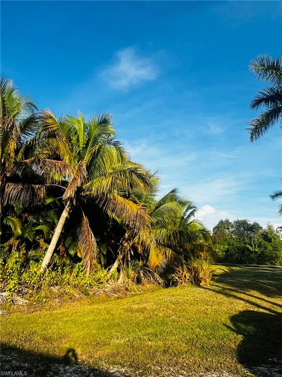 KREAMERS AVOCADO UNREC - Land