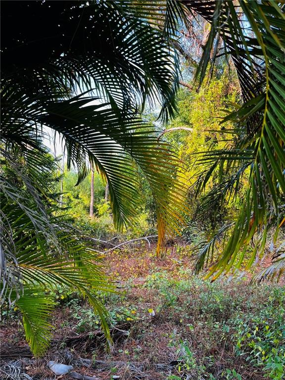 KREAMERS AVOCADO UNREC - Land