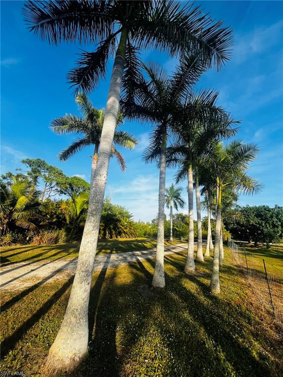 KREAMERS AVOCADO UNREC - Land