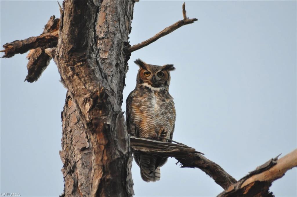 ISLES OF COLLIER PRESERVE - Residential