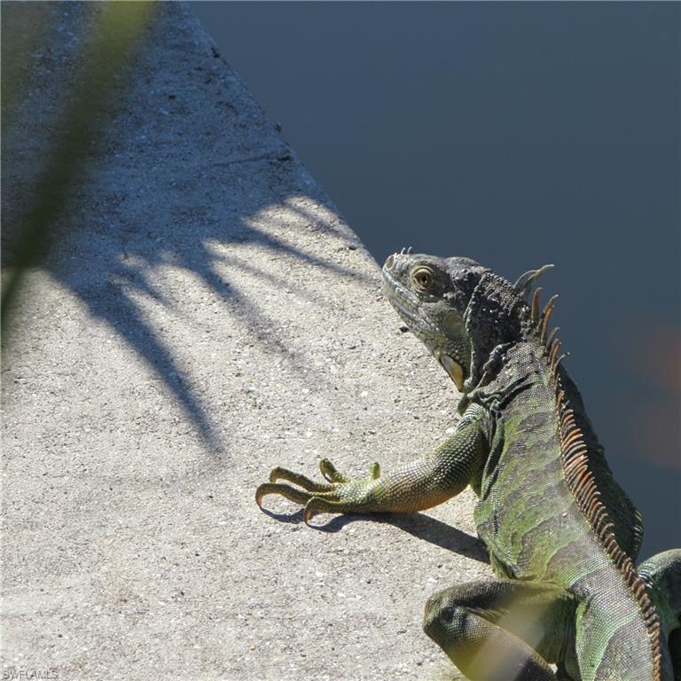 PINE ISLAND COVE - Land