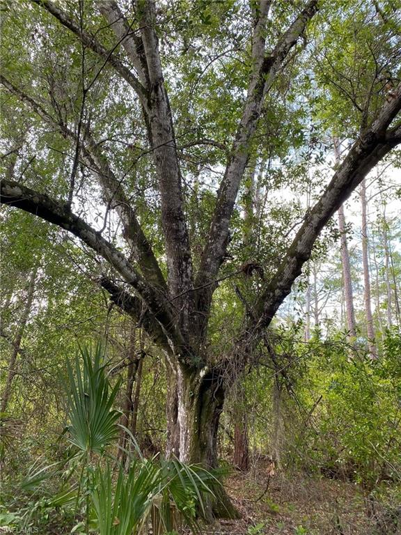 GOLDEN GATE ESTATES - Land