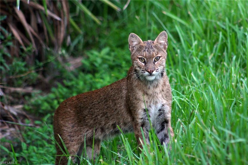 REFLECTION ISLES - Residential