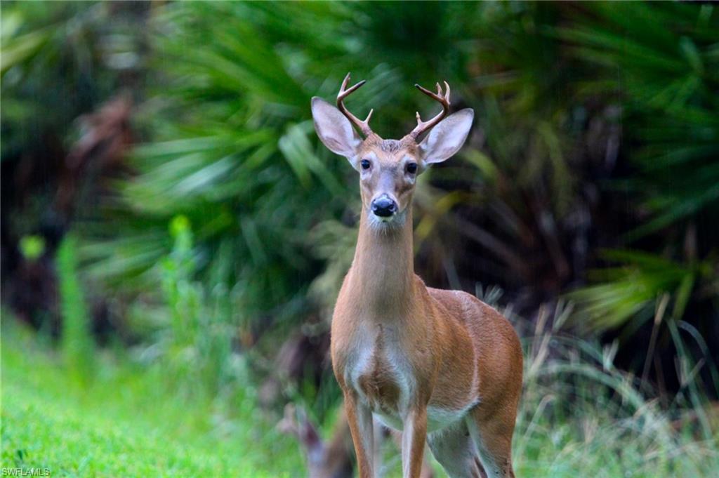 REFLECTION ISLES - Residential