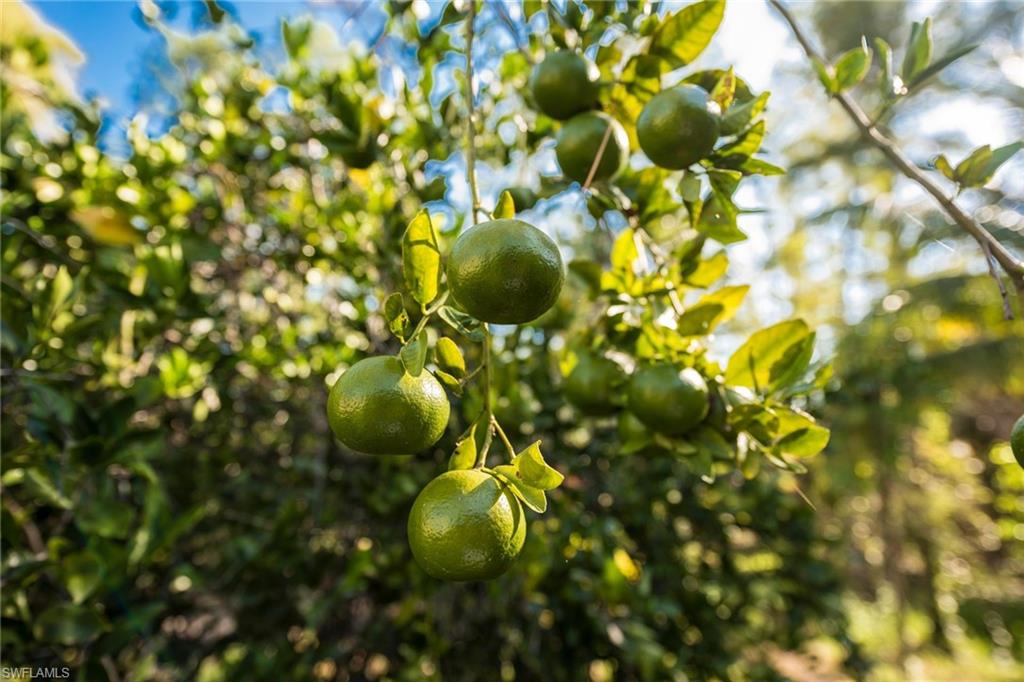 LOGAN WOODS - Residential