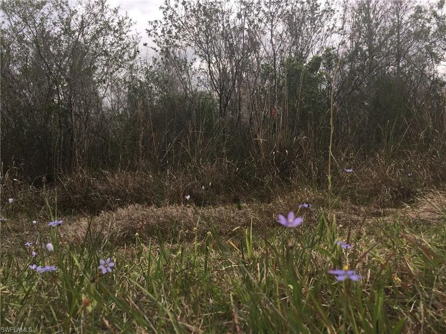 This is the perfect spot to build your dream home. With 1.14 acres there will be plenty of options to make this your own piece of paradise. Close to Publix, every day shopping and Ave Maria, and an easy drive to Delnor Wiggins State Park, Jet Blue Park and 40 min to RSW.