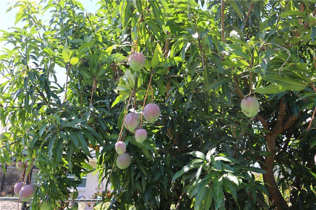 WILLOUGHBY ACRES - Residential