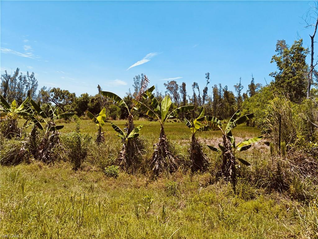 KREAMERS AVOCADO UNREC - Land