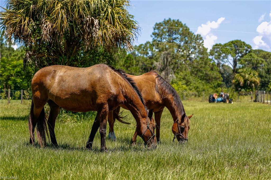 MONTURA - Residential