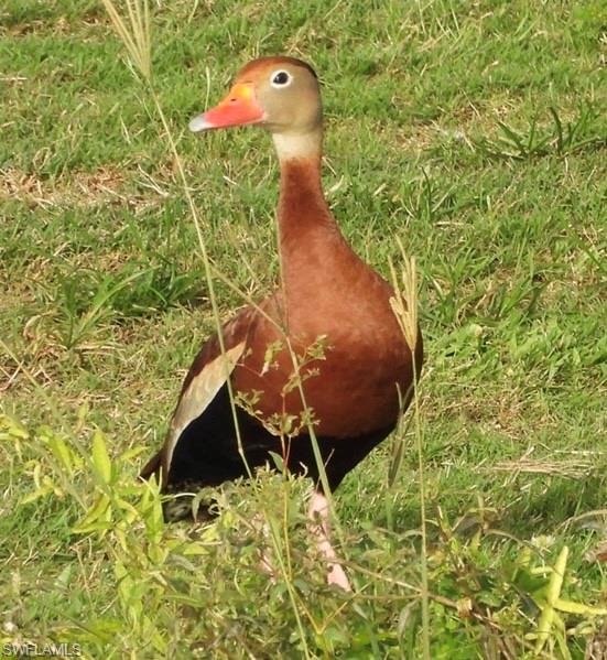 MYERLEE PARK HOMES CONDO - Residential