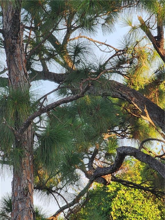 PINE ISLAND TROPICAL HOMESITES - Land