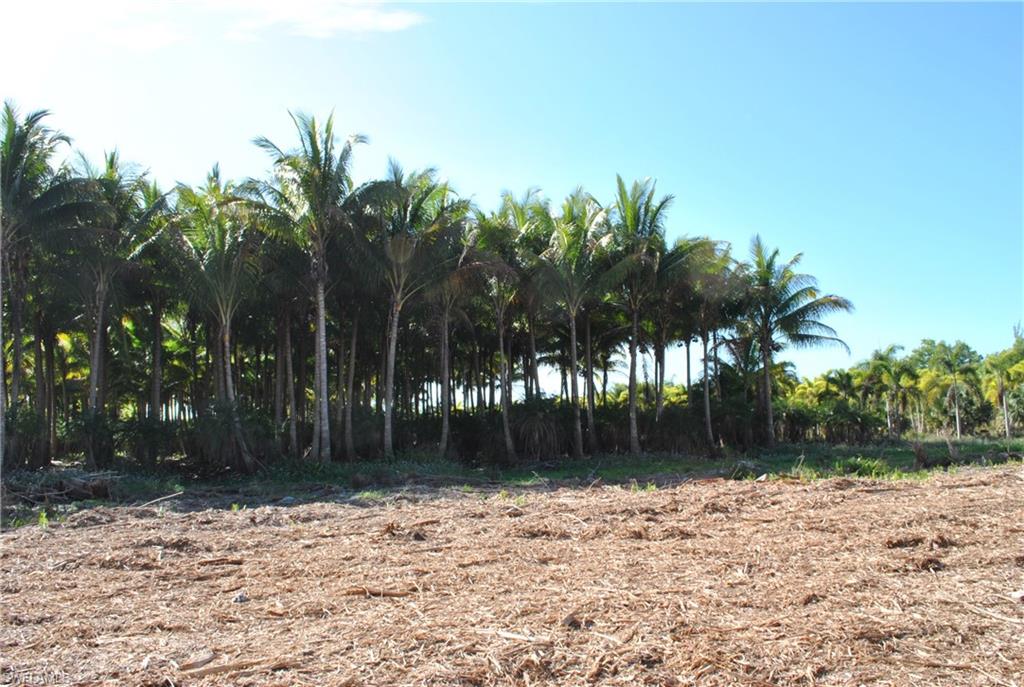 KREAMERS AVOCADO SUBD - Land