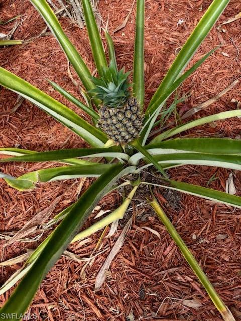 FORT DENAUD ACRES - Residential