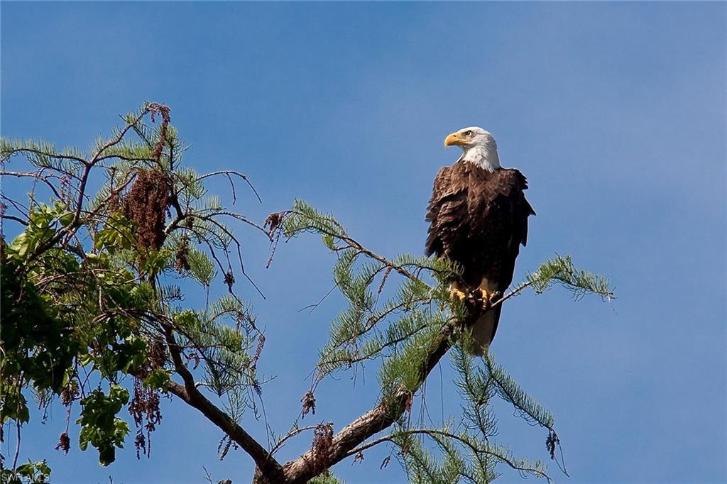 PARK SHORE - Residential