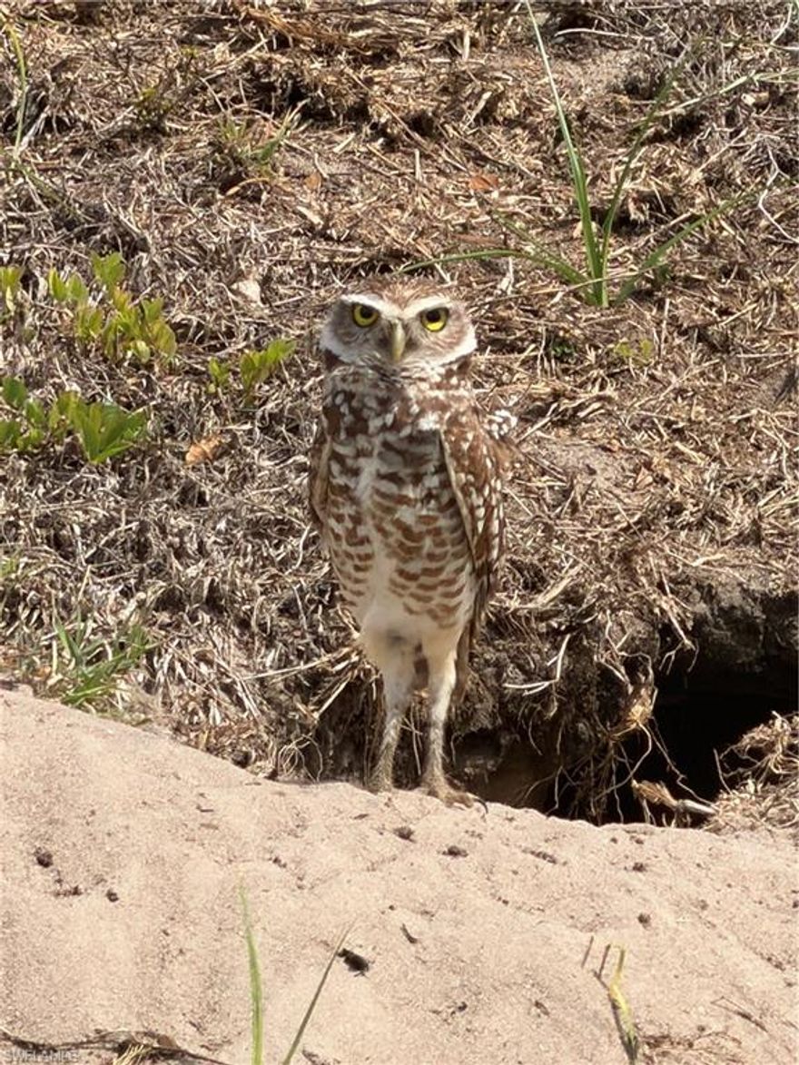Welcome home to Mr. Owl’s residence in Flood Zone X—hurrah, it could be yours too. This well-maintained home features a laid-back backyard retreat with pool, spa, large lanai, pavers, bar area, brand-new outdoor grill station, and a large shed, all within a fenced yard. It’s the perfect place to chill out after a long day.Room to park your boat on the left side of the house behind fence too.Roof replaced in 2023
Inside, you’ll find tile floors throughout, an updated kitchen, separate dining area, inside laundry, and a split floor plan. Centrally located and full of appeal, this home offers comfort, charm, and great outdoor living.